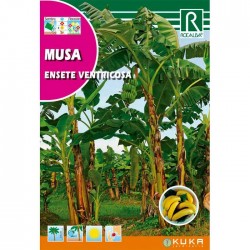 Semillas musa ensete...