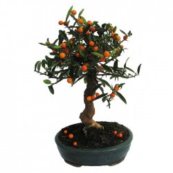 Bonsái citrus yuzu
