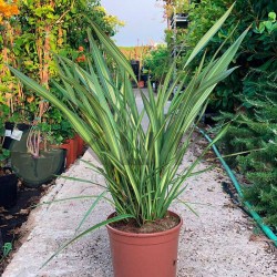 Phormium apricot queen