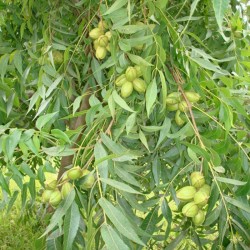 Pecano wichita