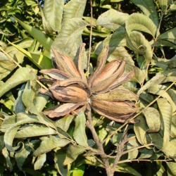 Pecano wichita