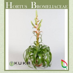 Tillandsia samantha