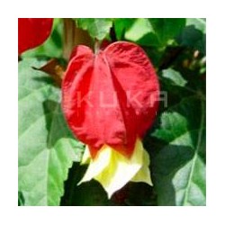 Abutilon megapotamicum