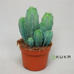 Cereus Myrtillocactus