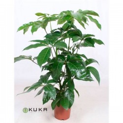 Schefflera amate
