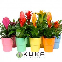 Bromelia
