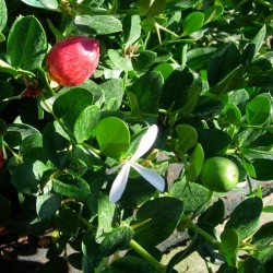 Carissa Macrocarpa