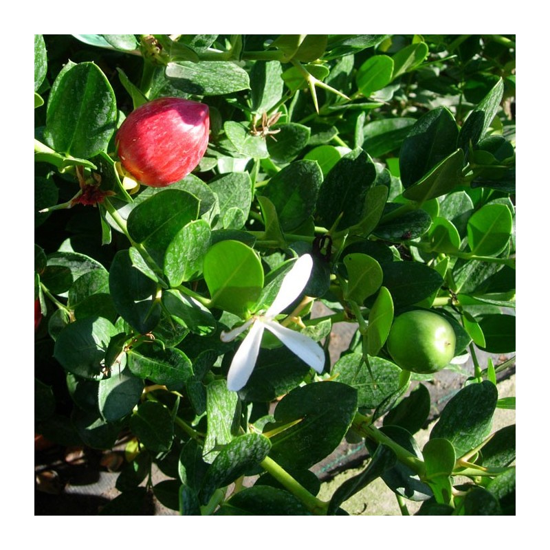Carissa Macrocarpa