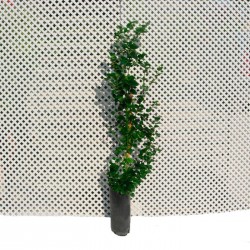 Carissa macrocarpa