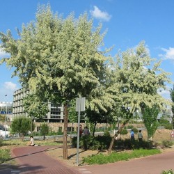 Eleagnus Angustifolia