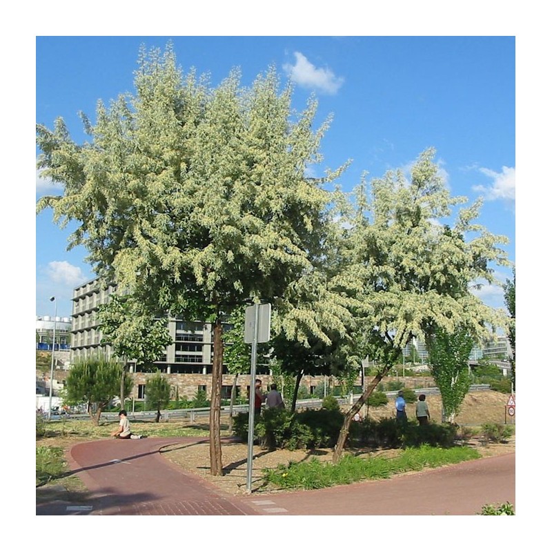 Eleagnus Angustifolia