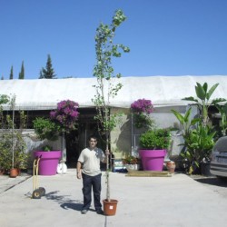 Chopo Nigra Italica