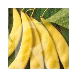 JUDIA SUPERNANO GIALLO