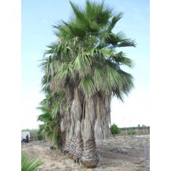 Washingtonia Robusta
