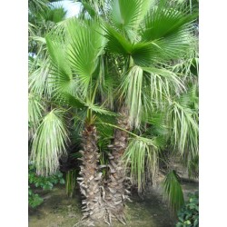 Washingtonia Robusta