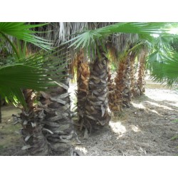 Washingtonia Robusta