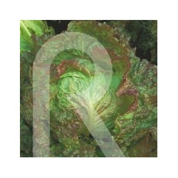 LECHUGA  MARAVILLA DE VERANO