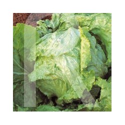 LECHUGA BATAVIA RUBIA