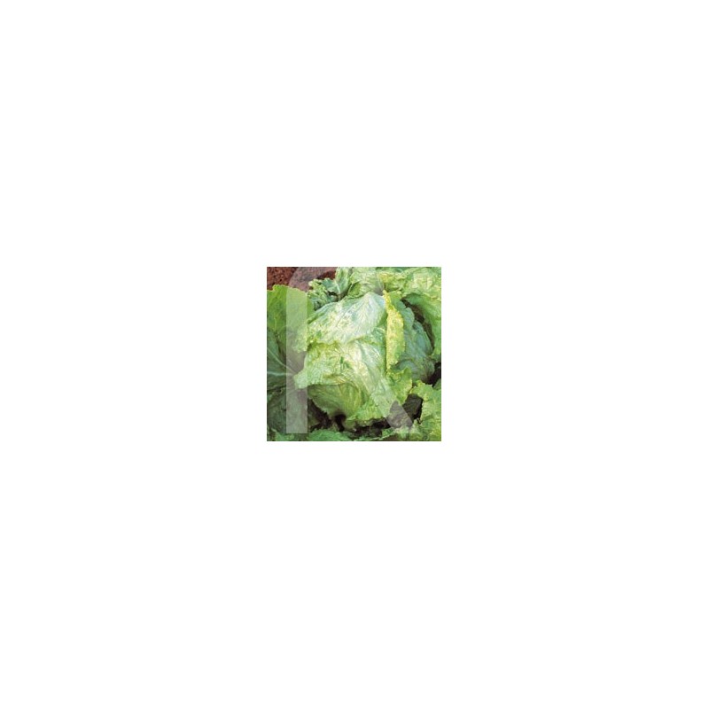 LECHUGA BATAVIA RUBIA