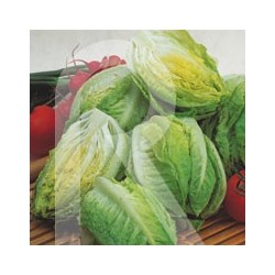 LECHUGA COGOLLOS DE TUDELA