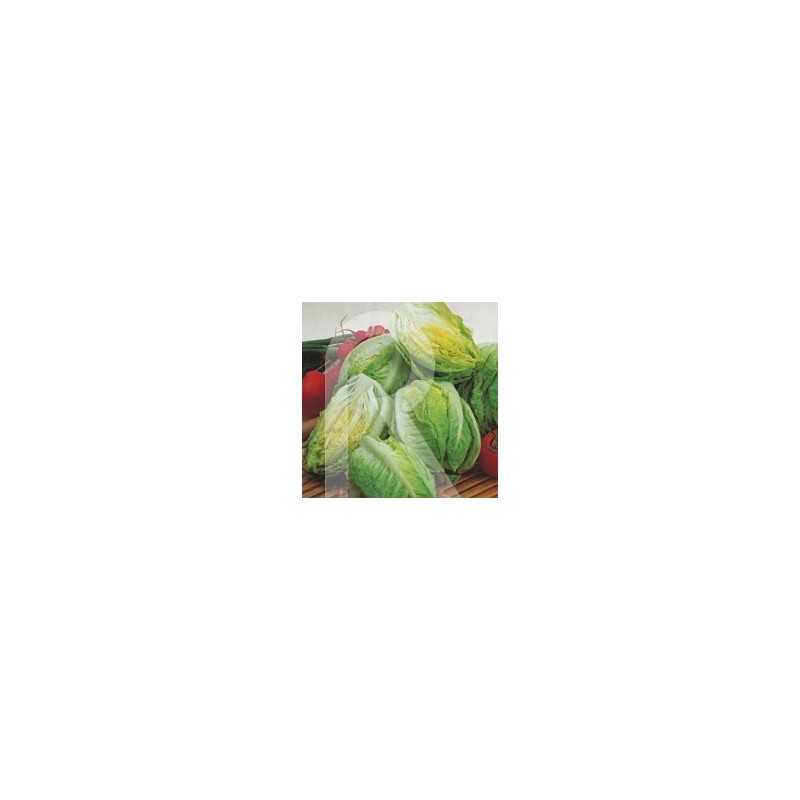 LECHUGA COGOLLOS DE TUDELA