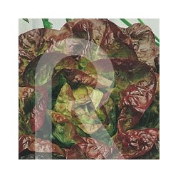 LECHUGA MARAVILLA CUATRO ESTACIONES