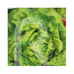 LECHUGA REINA DE MAYO