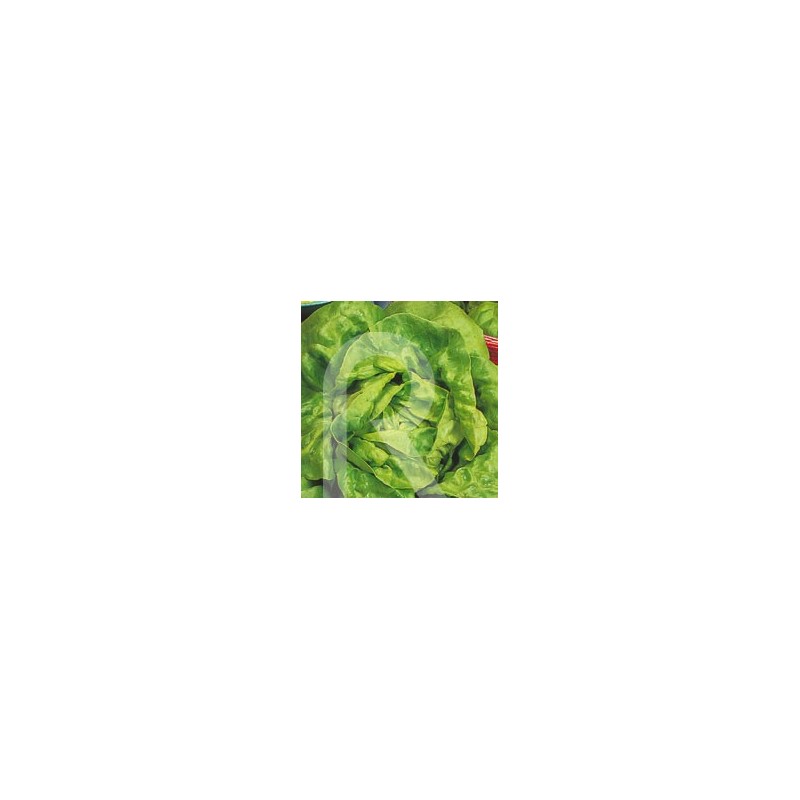 LECHUGA REINA DE MAYO
