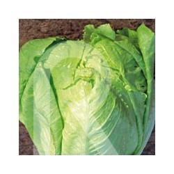 LECHUGA ROMANA LARGA RUBIA