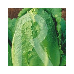 LECHUGA ROMANA PARRIS ISLAND