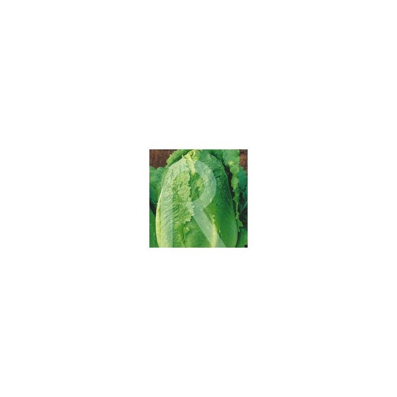 LECHUGA ROMANA PARRIS ISLAND