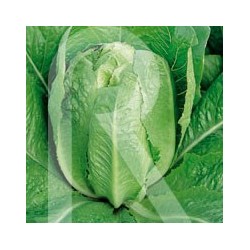 LECHUGA ROMANA VALLADOLID