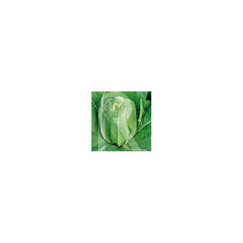 LECHUGA ROMANA VALLADOLID