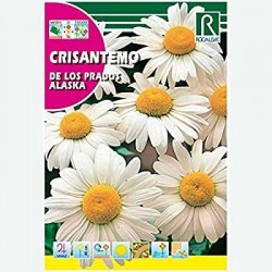 Semillas crisantemo de los...
