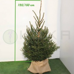 PICEA ABIES EXCELSA