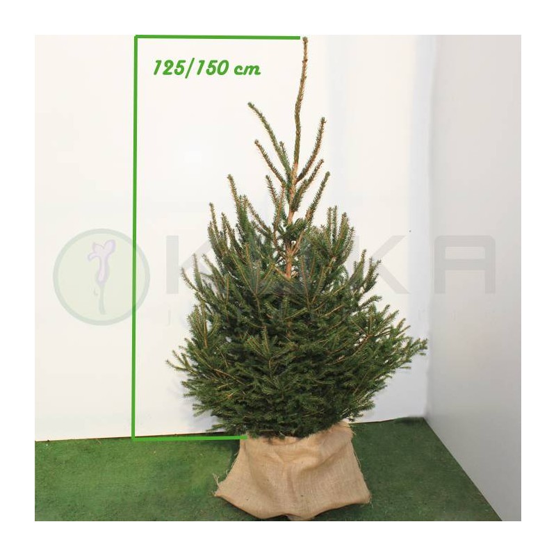 PICEA ABIES EXCELSA
