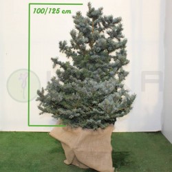 Picea Pungens Hopsii