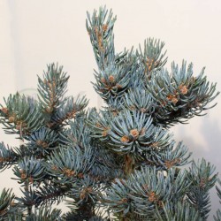 Picea Pungens Hopsii