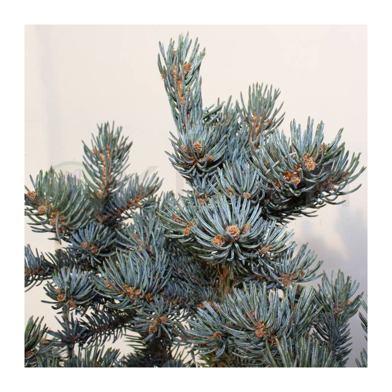Picea Pungens Hopsii