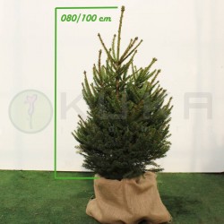 PICEA ABIES COMPACTA