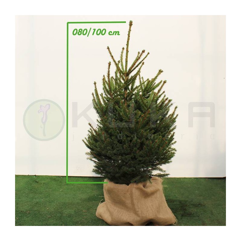 PICEA ABIES COMPACTA