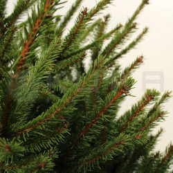 PICEA ABIES COMPACTA