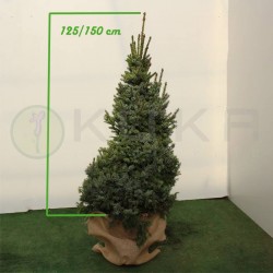 Picea Omorika Nana