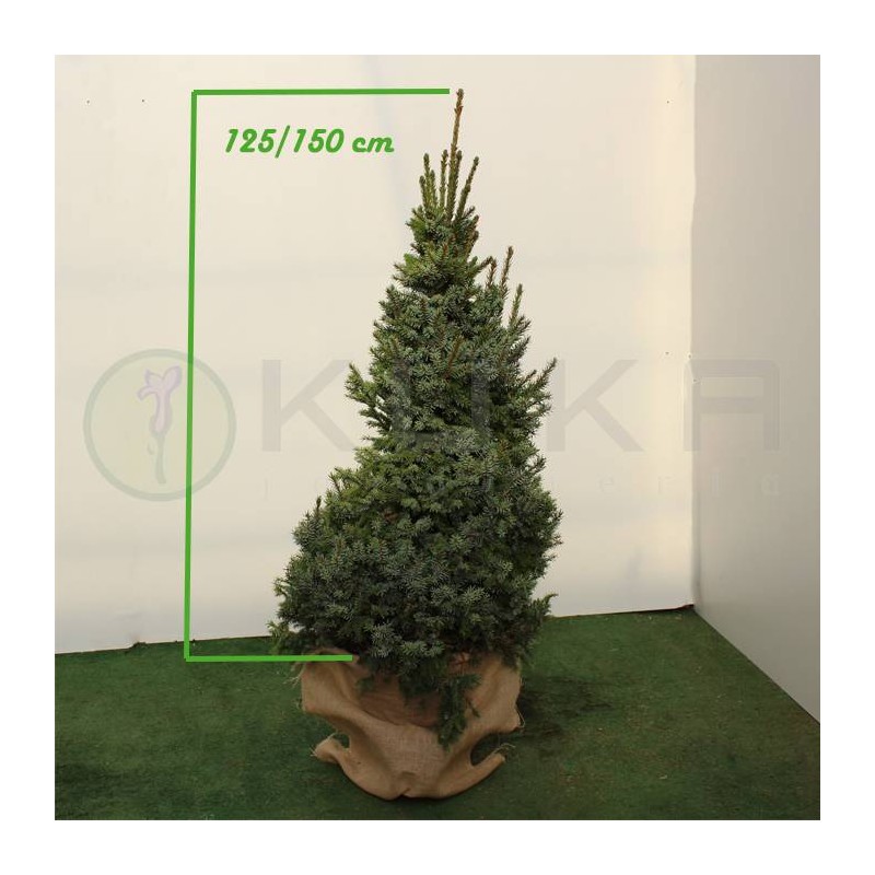 Picea Omorika Nana