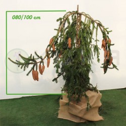 Picea abies inversa