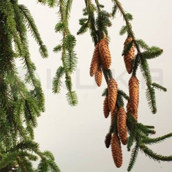 Picea abies inversa