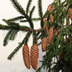 Picea abies inversa