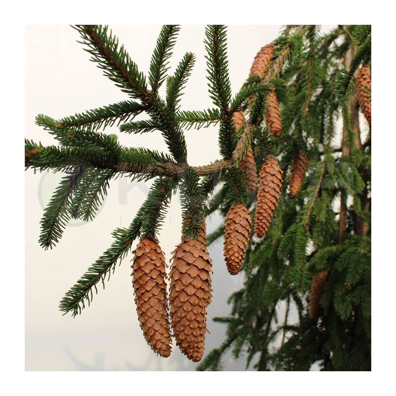 Picea abies inversa