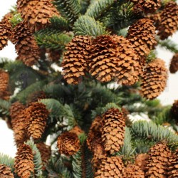 Picea bicolor acicularis