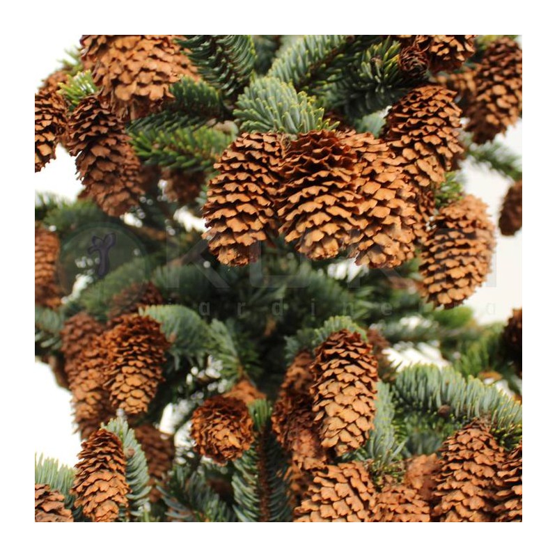 Picea bicolor acicularis